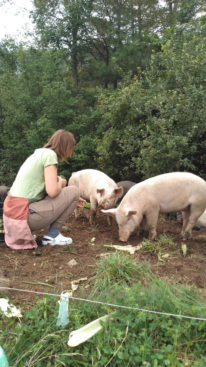 Attitudes such as distrust of government can cause swine farmers to resist animal biosecurity