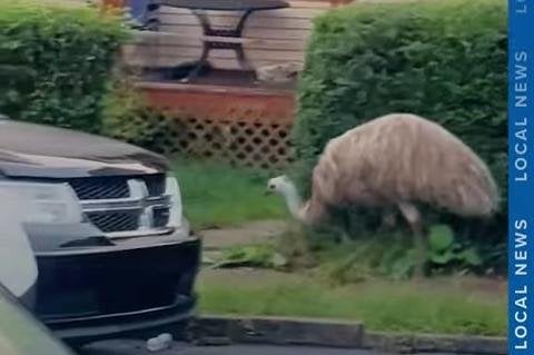 Emu runs loose through Pennsylvania neighborhood