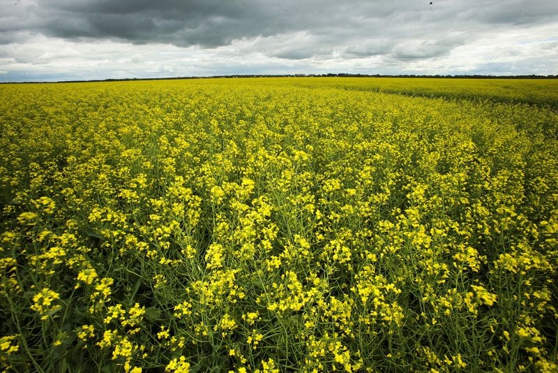 China to start anti-dumping probe into canola imports from Canada