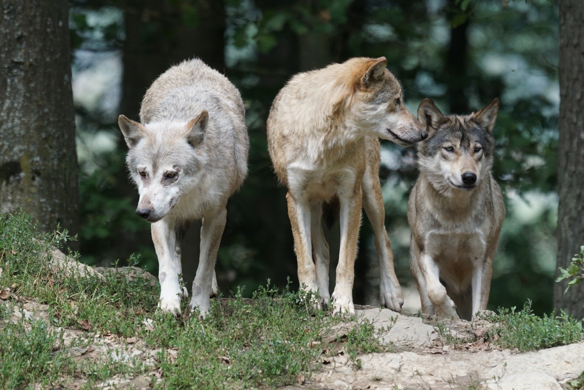 Colorado's new wolf pack—including pups—to be captured and relocated after attacks on livestock