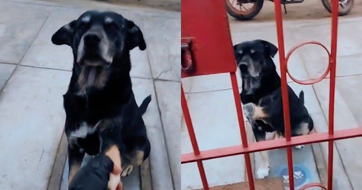 Imposible no llorar: la emotiva razón por la que este perrito visita con frecuencia una veterinaria