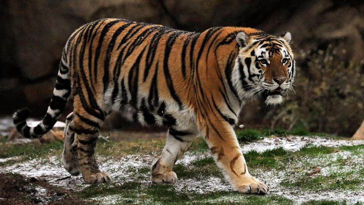 Louisiana governor wants to bring live tiger mascot back to LSU games despite veterinarians' safety concerns