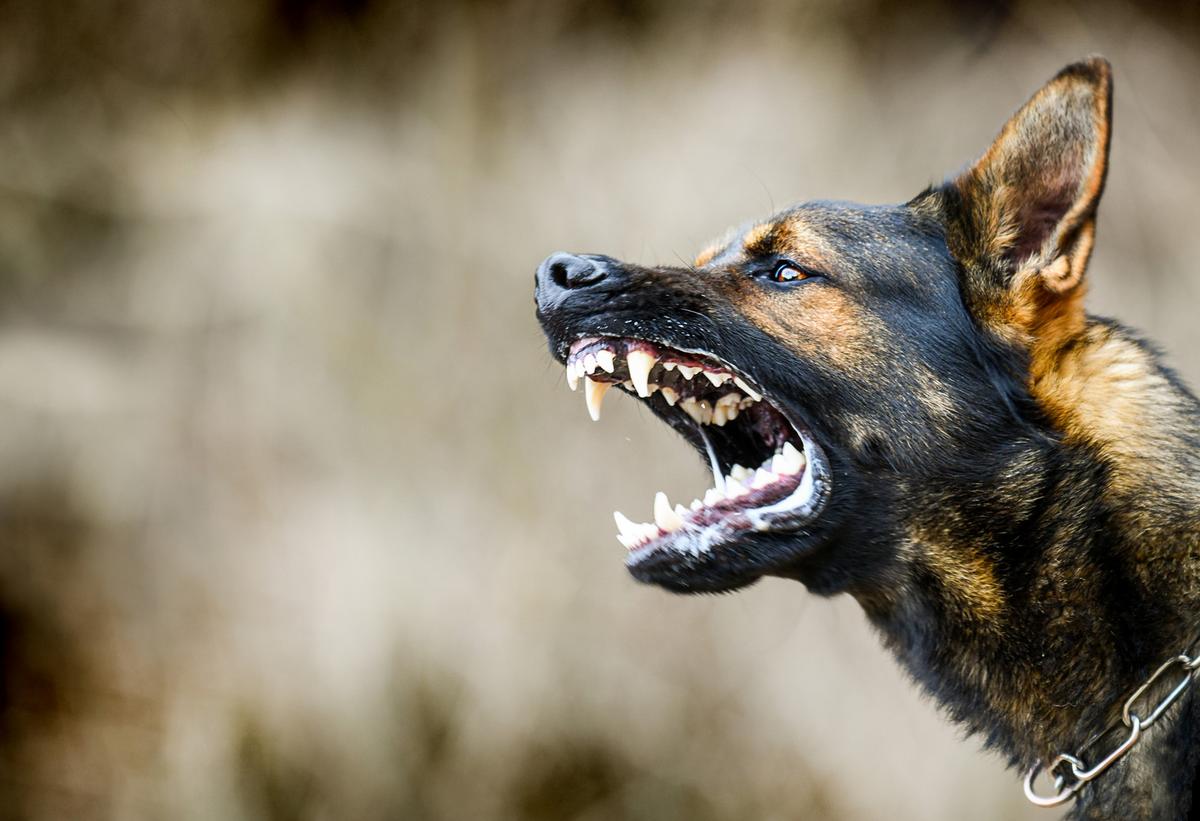 Summer of Fear: Dog Attacks Terrorize One Minnesota Town