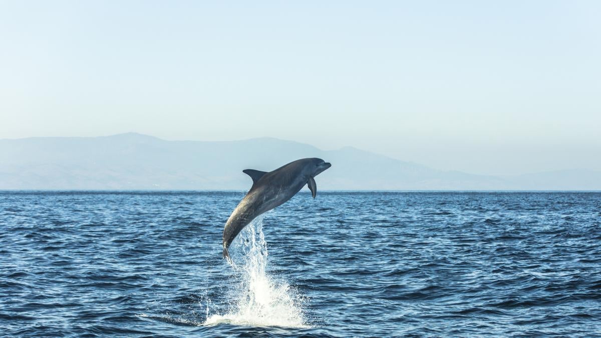 La escapada ideal de verano con niños: el tour de Cádiz para ver delfines y ballenas