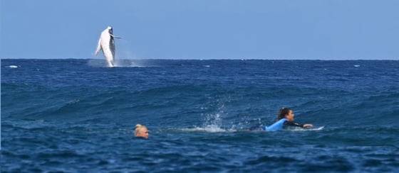 Nem várt vendég, egy bálna zavarta meg az olimpia női szörfversenyét Tahitinál – fotó