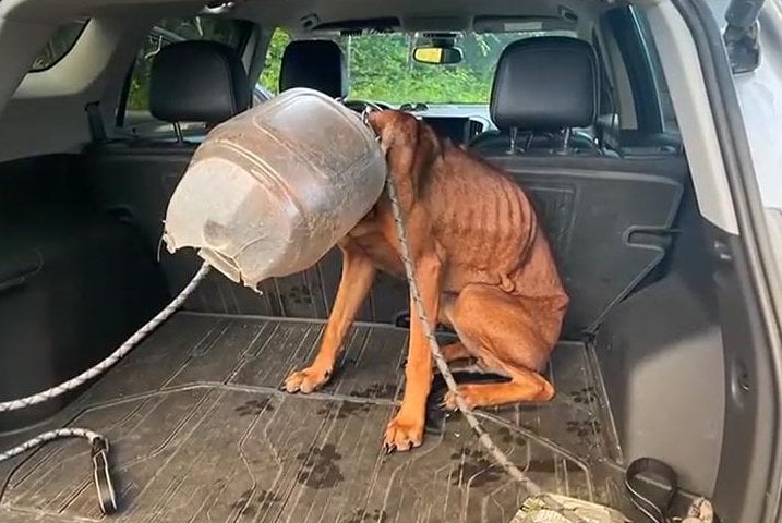 Dog named 'Buckethead' rescued from plastic container in Vermont