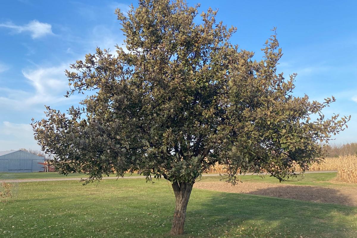 Mystery Apple Tree: What Kind Of Minnesota Apple Tree Is This?