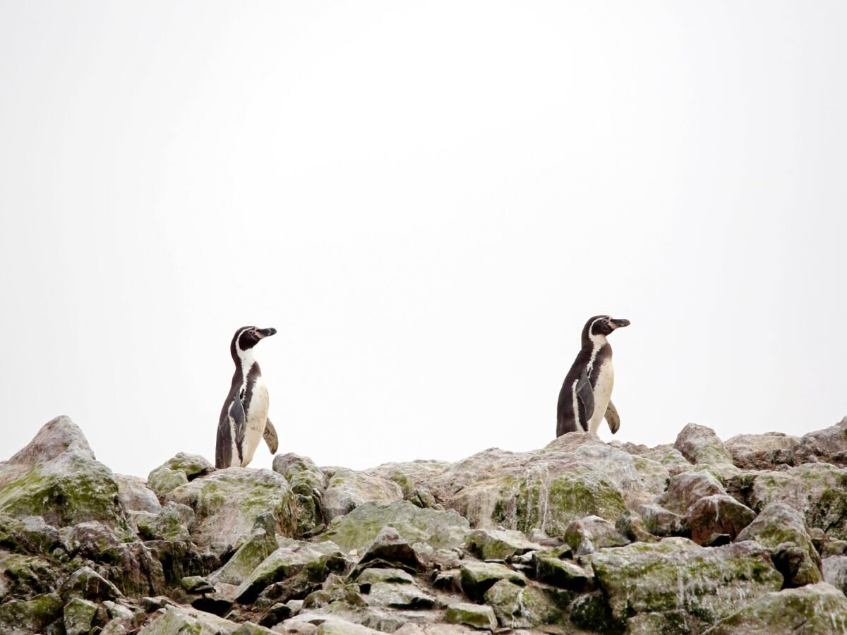 A New Peru Marine Reserve Protects Rare Whales, Mantas, Penguins, and More