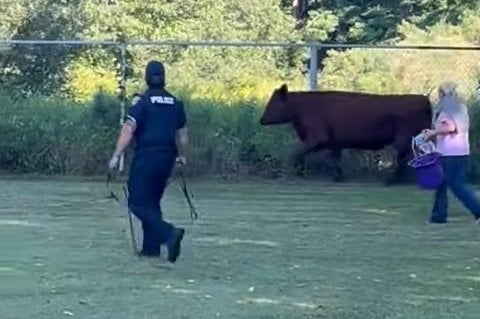 Police chase escaped cow for over two hours in Massachusetts city