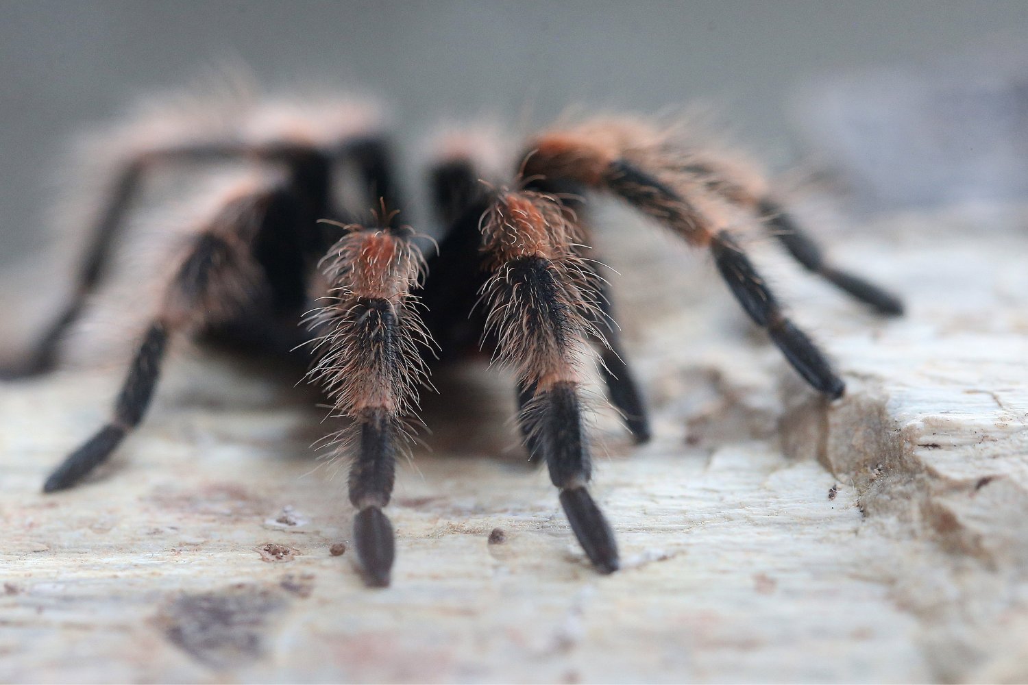 Creepy Tarantula Hair Serves a Surprising Evolutionary Purpose, Study Suggests