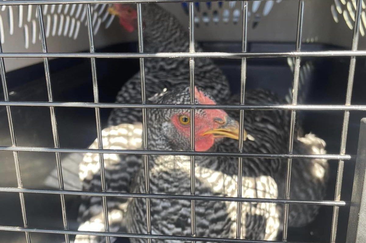 Mystery chickens found wandering loose in Wisconsin neighborhood