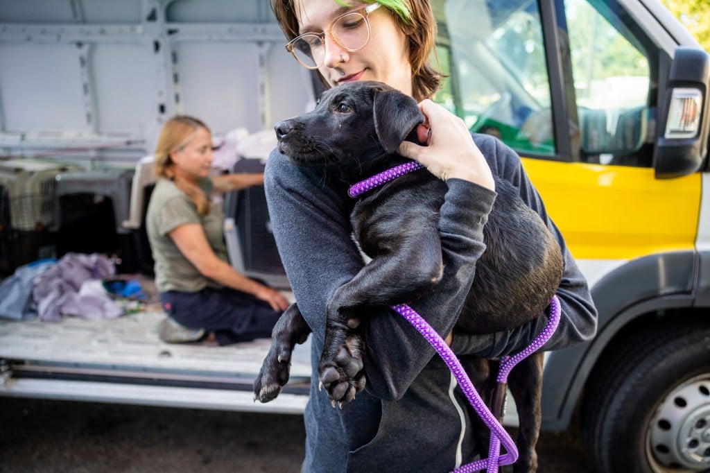 PAWS Chicago rescues dogs, puppies and cats from closing shelter