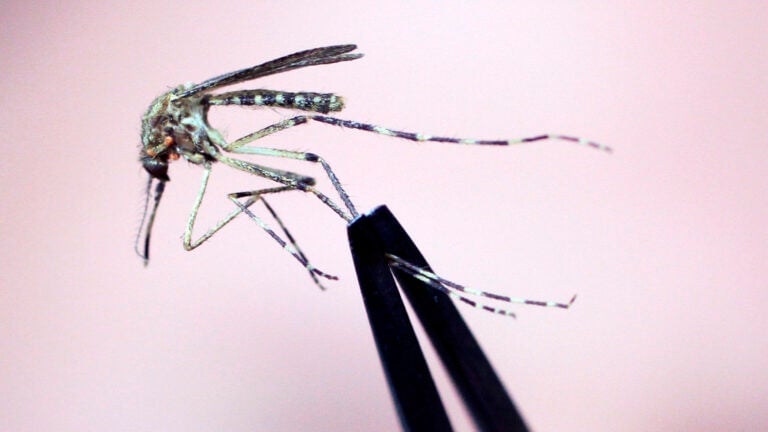 Rare, deadly mosquito disease prompts warnings across region