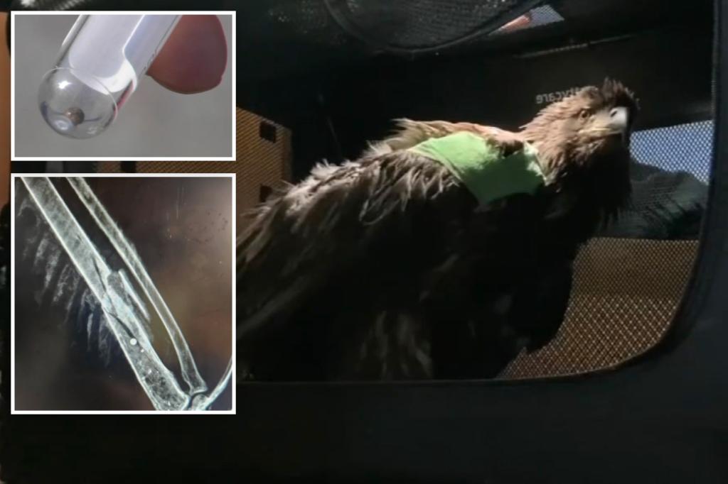 Baby bald eagle recovering after found shot multiple times in PA