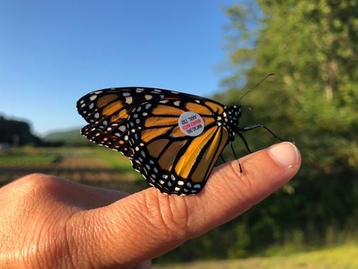 Where have N.H.'s monarch butterflies gone?