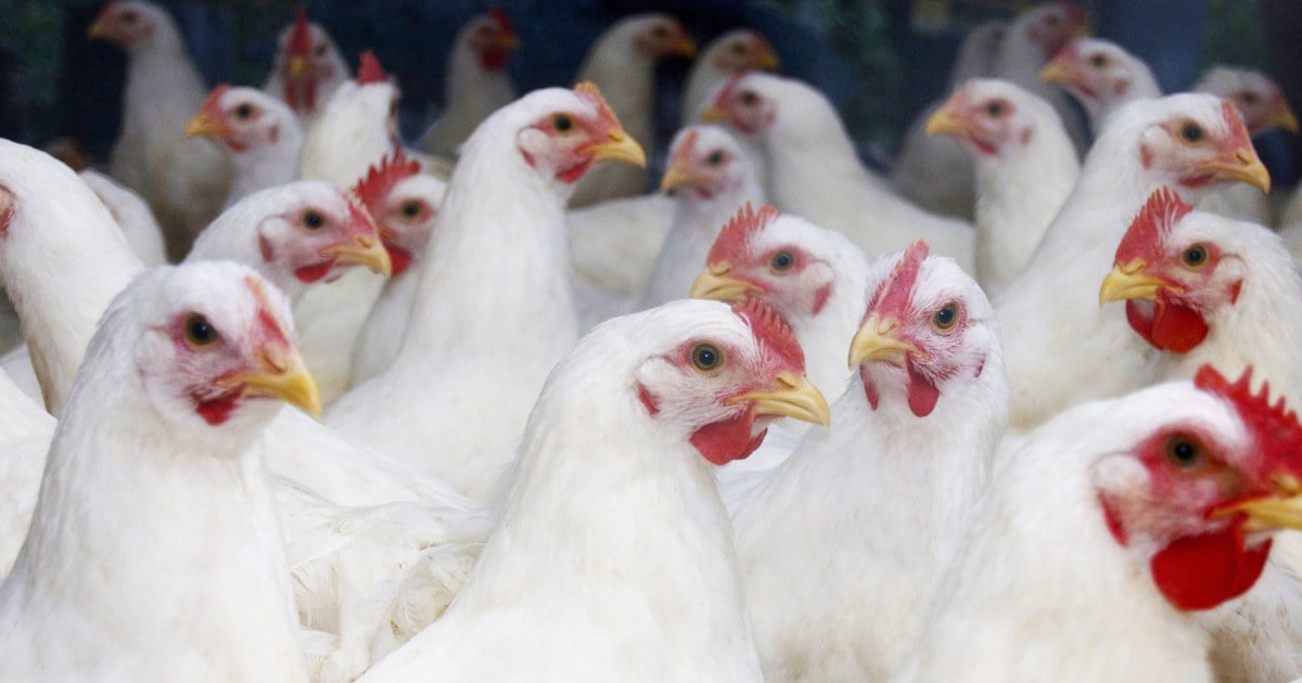 Person infected with bird flu in Missouri had no contact with animals