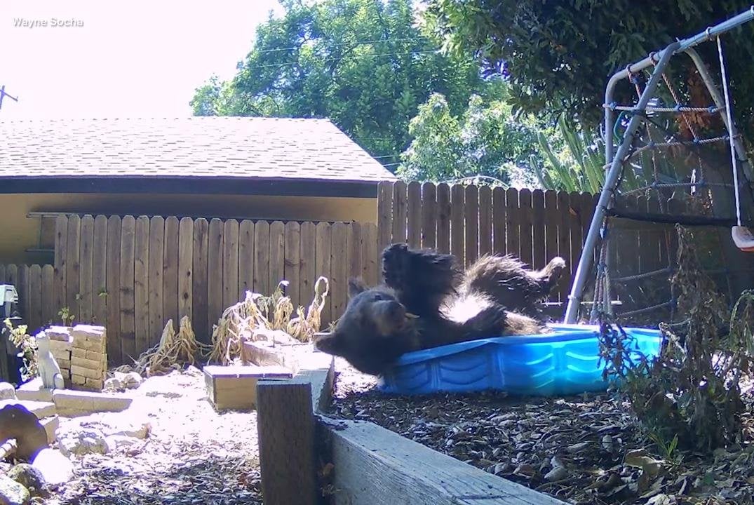 Bear takes dip in California family's kiddie pool