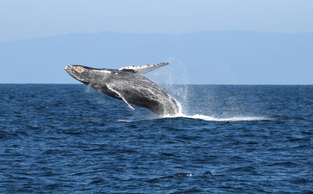 California to get first new national marine sanctuary in 32 years, banning offshore oil drilling along more than 100 miles of coastline