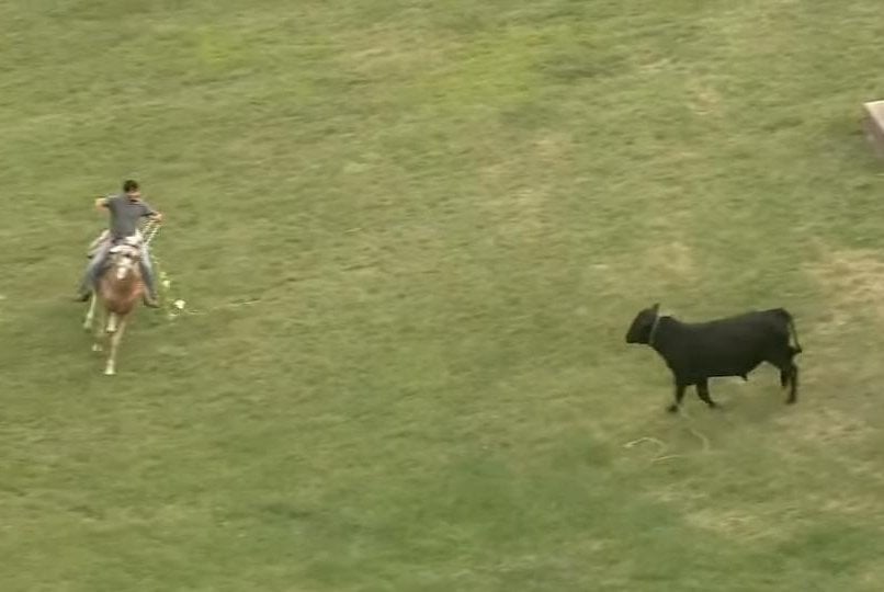 Loose bull sparks impromptu rodeo in Illinois neighborhood