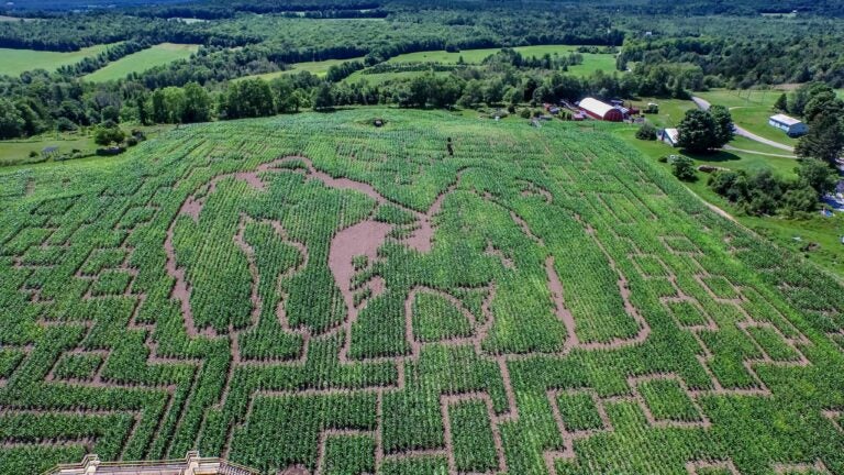 Want to visit New England's largest corn maze? What to know.