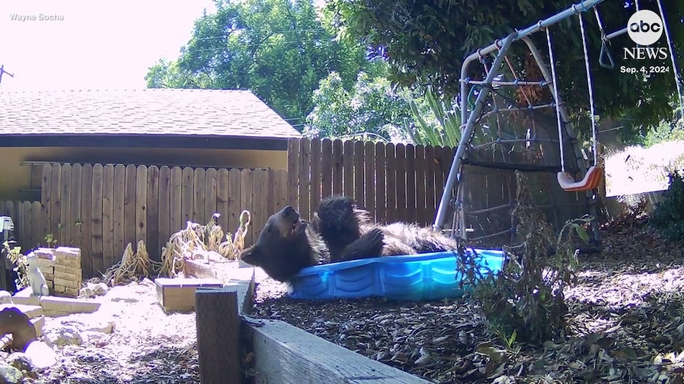 WATCH: California bear cools off in backyard wading pool