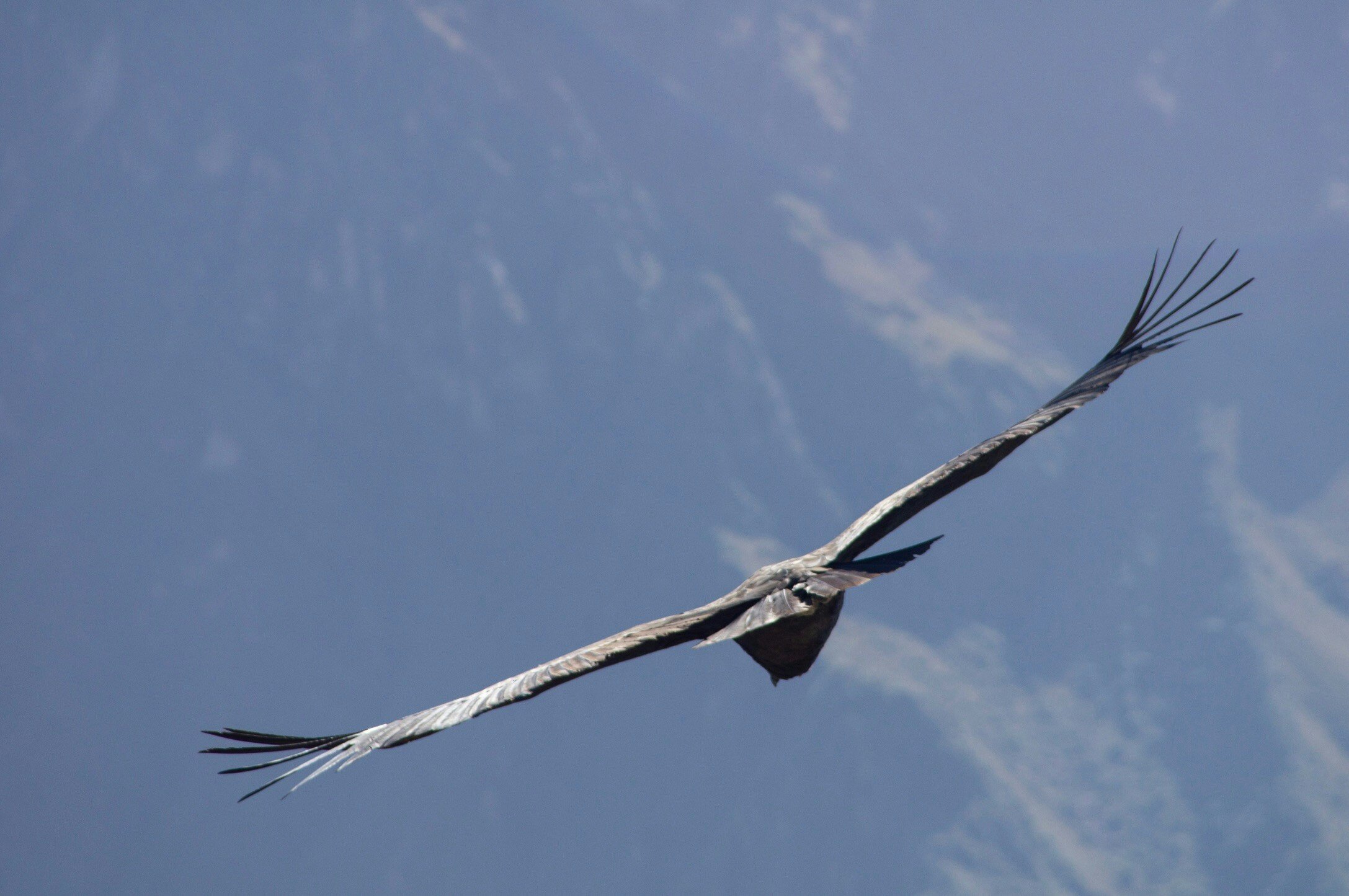 Critically endangered California condor shot and killed in Colorado