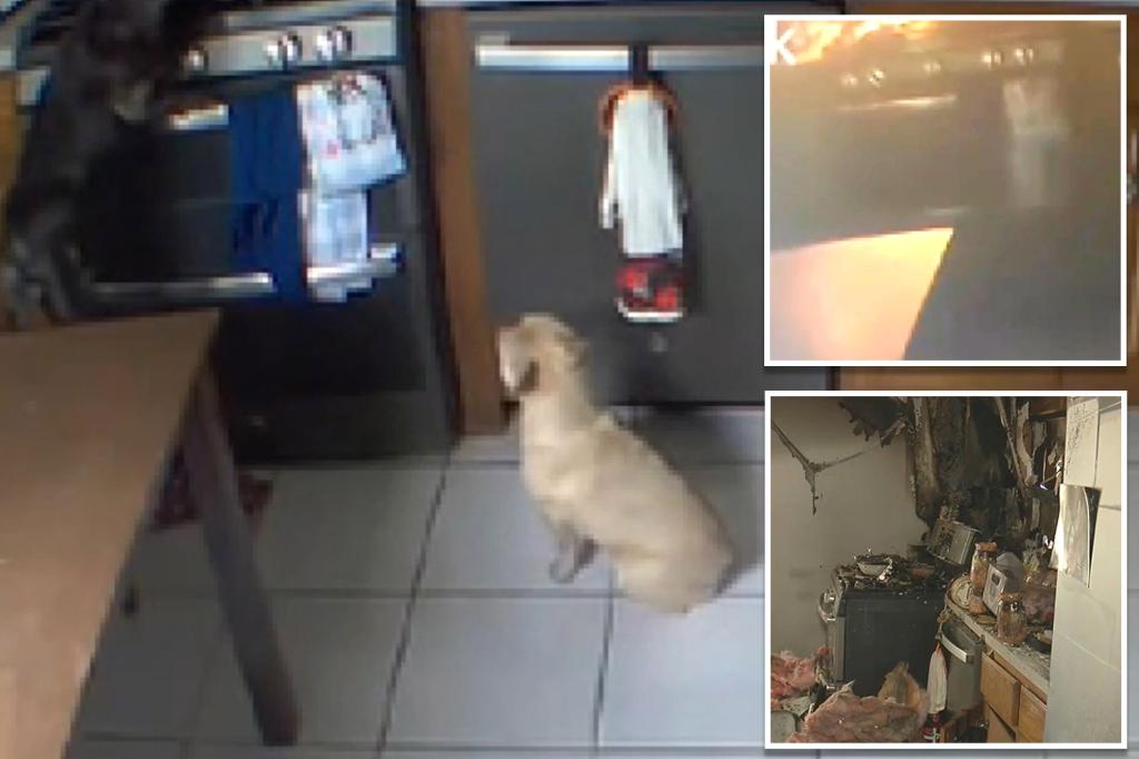 Wild video shows moment an Ohio family's 'fat and hungry' dog sets kitchen on fire