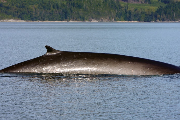 Dead fin whale found in Prince Rupert Harbour