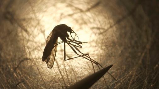 New Hampshire towns are spraying insecticides to address EEE in mosquitoes. What’s the environmental cost?