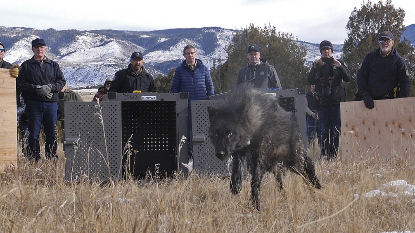 Wolf pack blamed in Colorado livestock attacks is captured and will be relocated