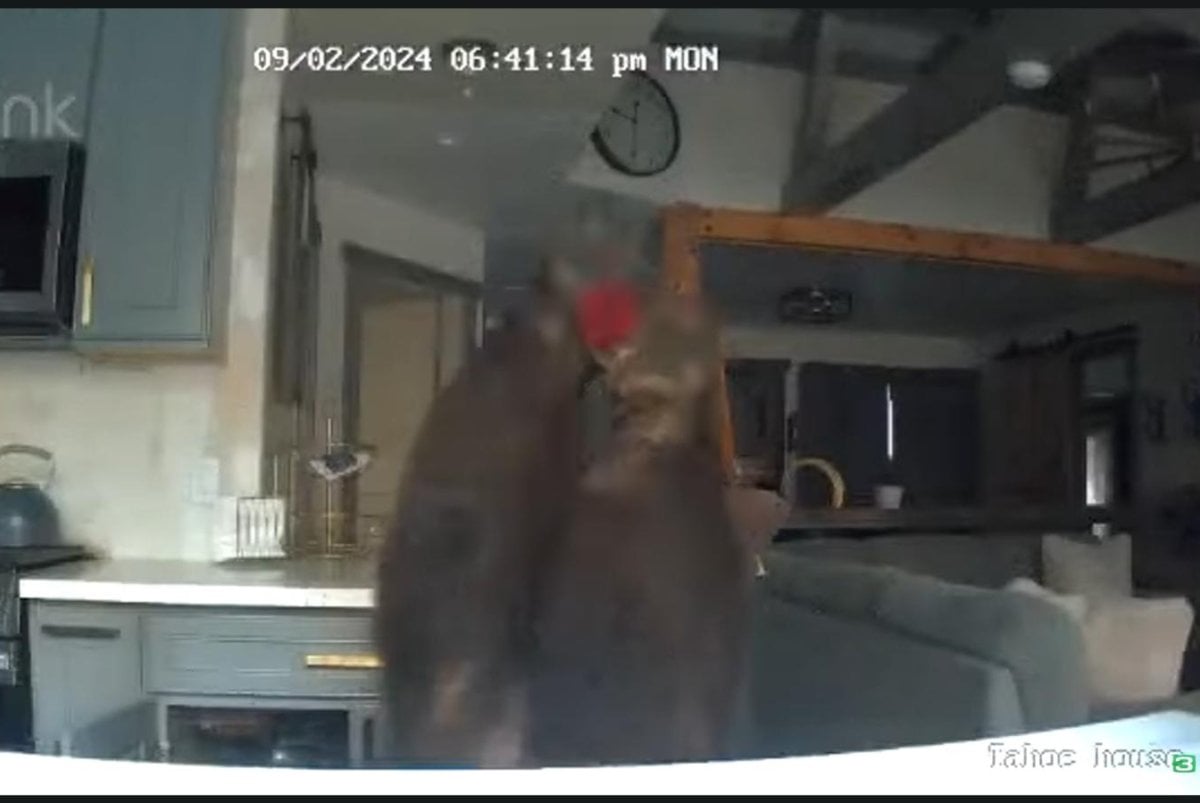 Bear breaks into California cabin, steals jelly from fridge