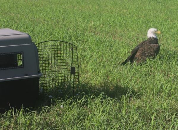 Our National Symbol: Too Fat to Fly