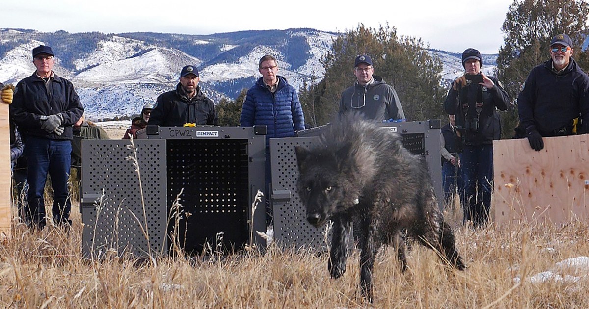 Wolf pack blamed in Colorado livestock attacks is captured and will be relocated