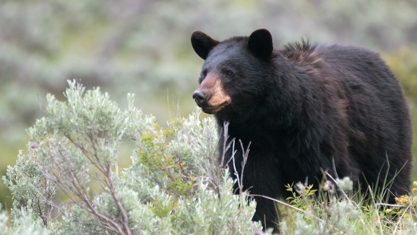 Black bear attacks child in tent on Montana campground