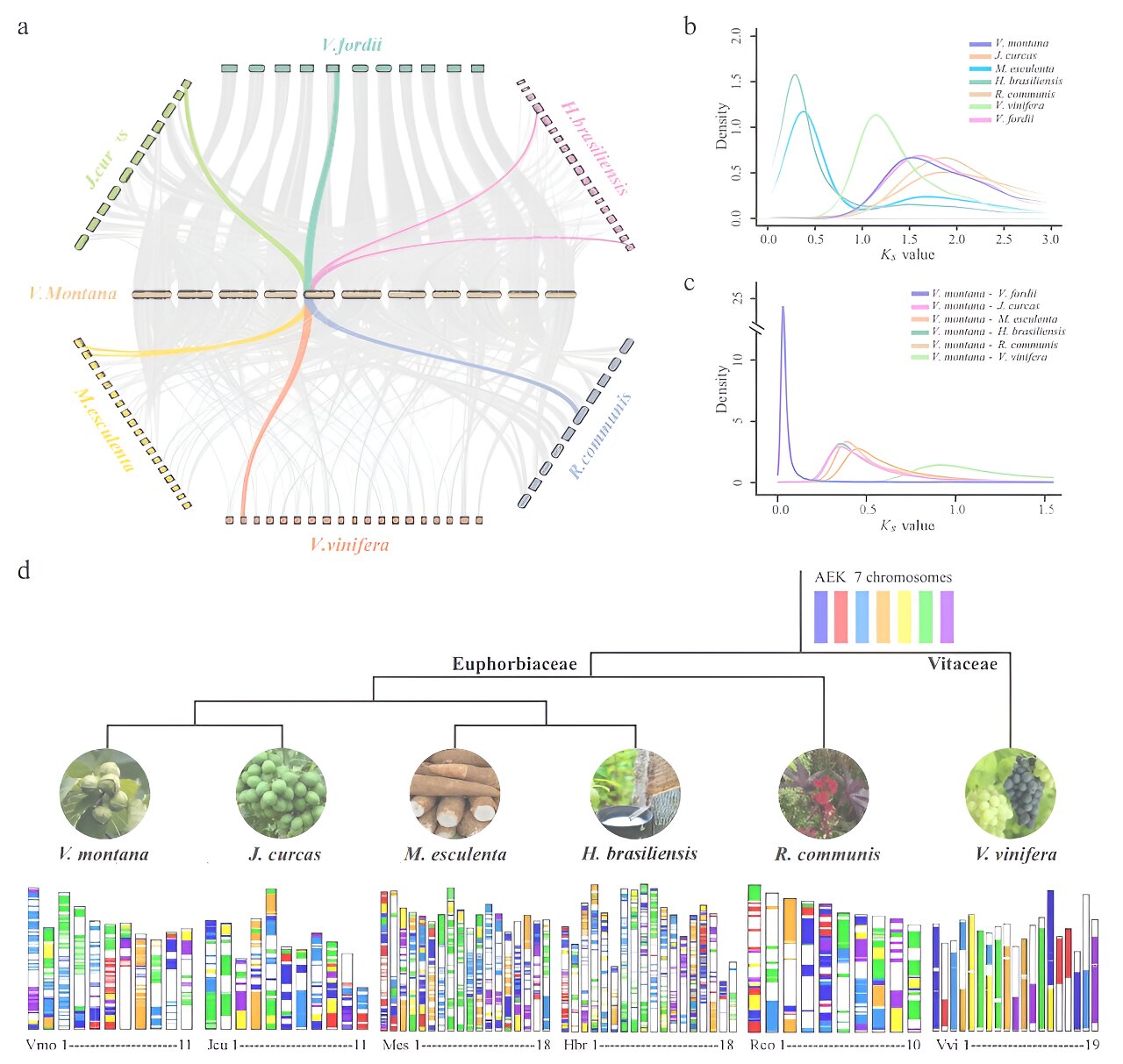 Vernicia montana's genome unearths new breeding horizons