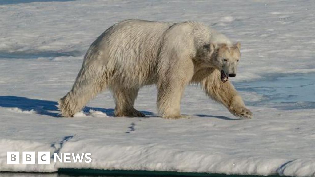 Two polar bears kill Canadian worker in rare attack