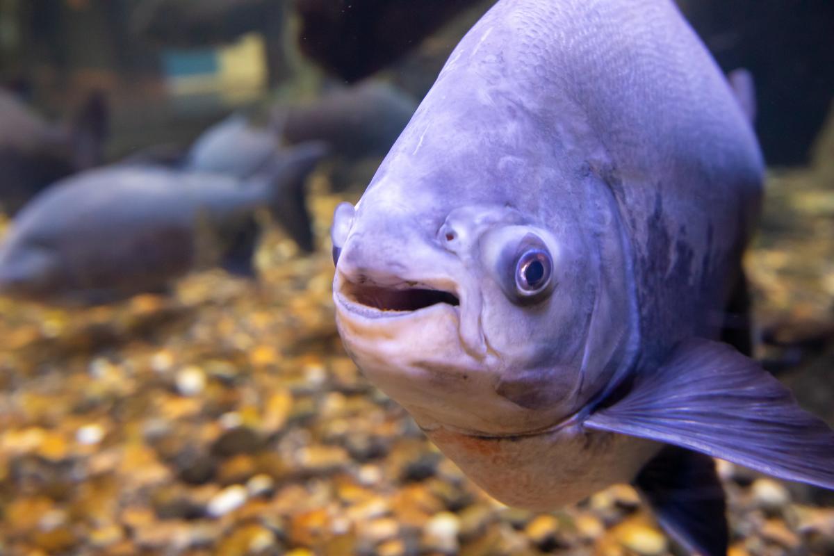 Invasive pacu, part of the piranha family, was found in Lake Meredith in Texas Panhandle