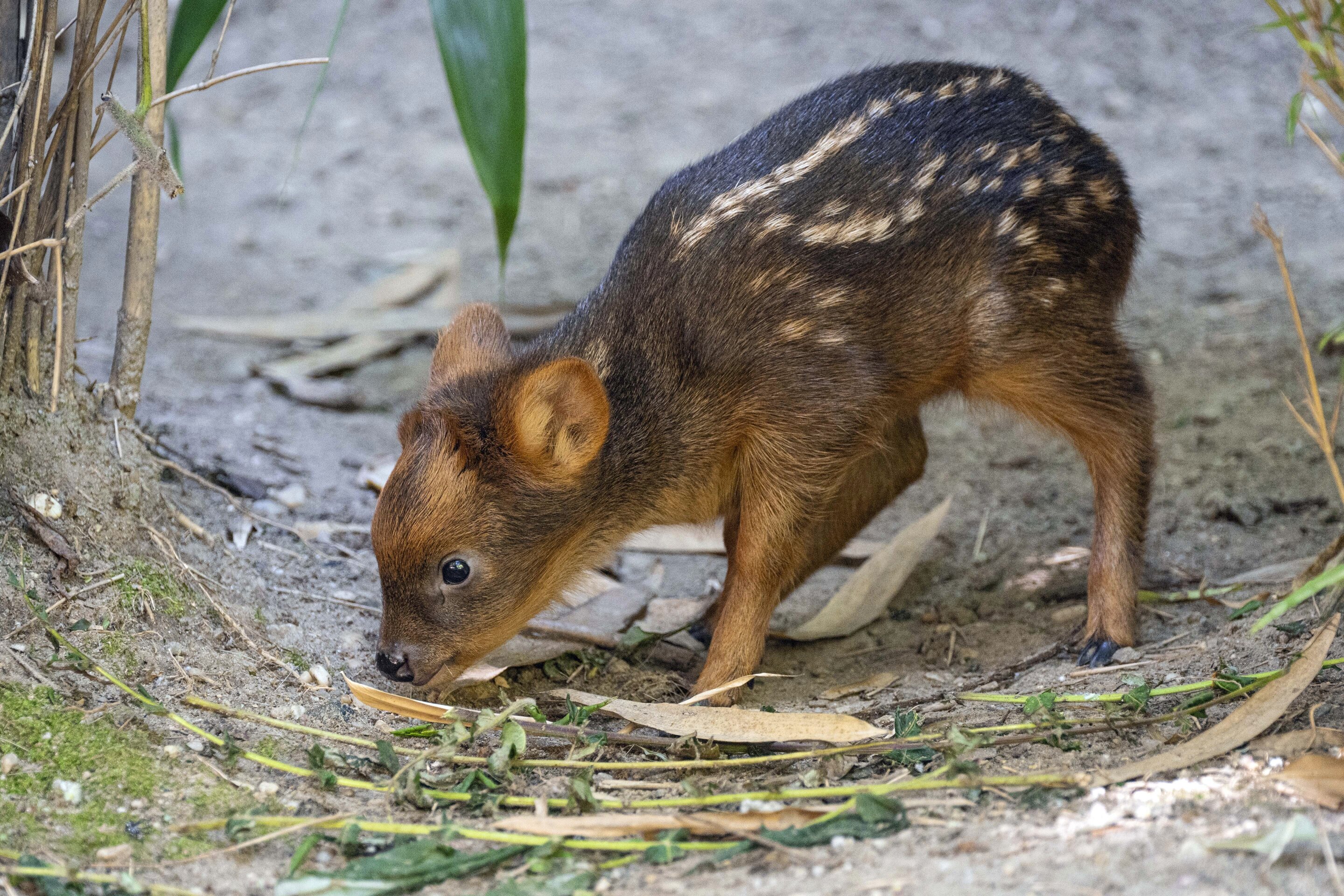 Tiny South American deer debuts at New York City zoo