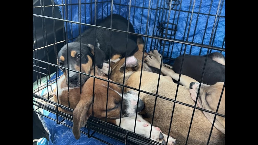 WATCH: Buffalo doctor flies plane hundreds of miles to rescue puppies