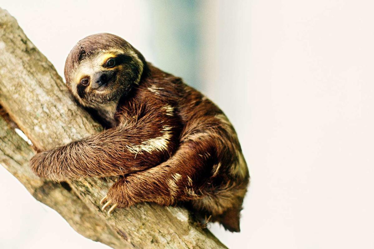 What Is Sloth Fever? Here's What to Know About the Potentially Deadly Virus Spreading to the United States