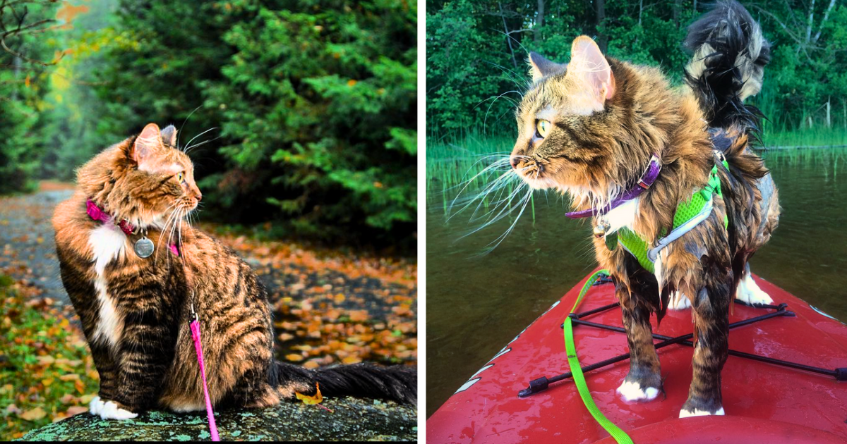 Mona the Maine Coon Cat Likes Camping in This Sunny Summery August