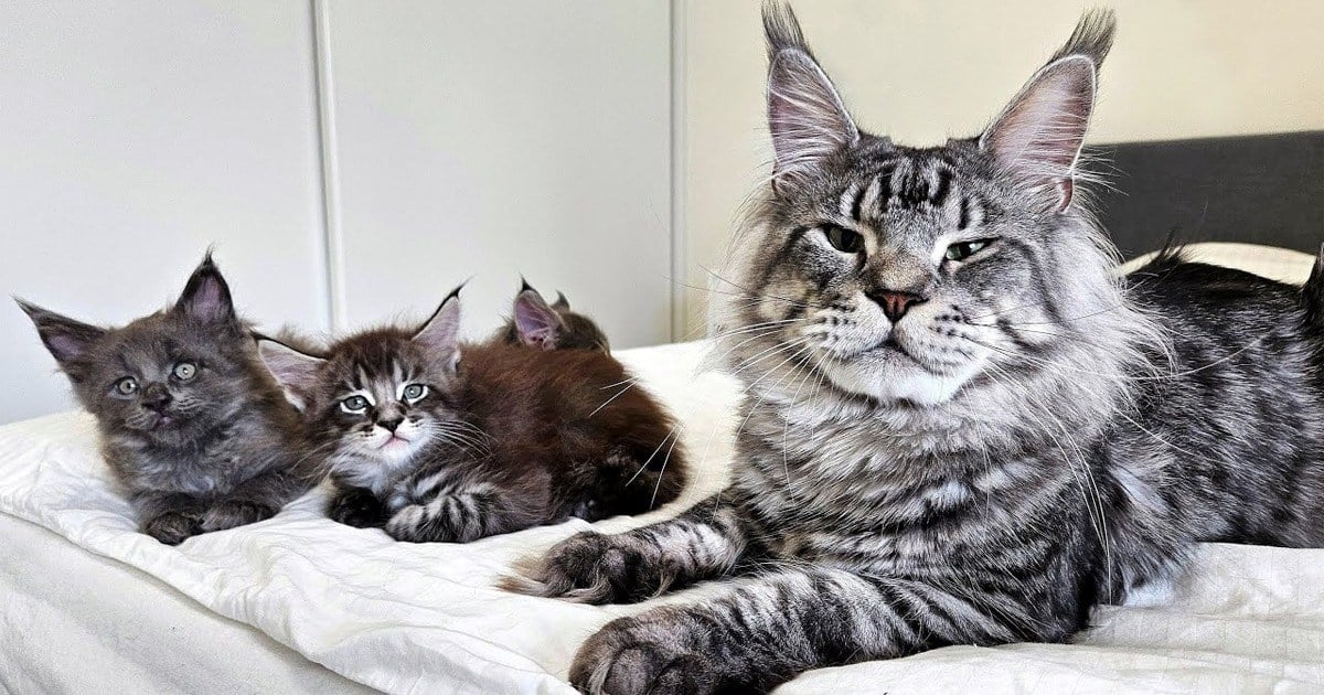 Giant Grumpy Maine Coon Cat Dad Meets His Delightfully Derpy Babies for the First Time (Video)