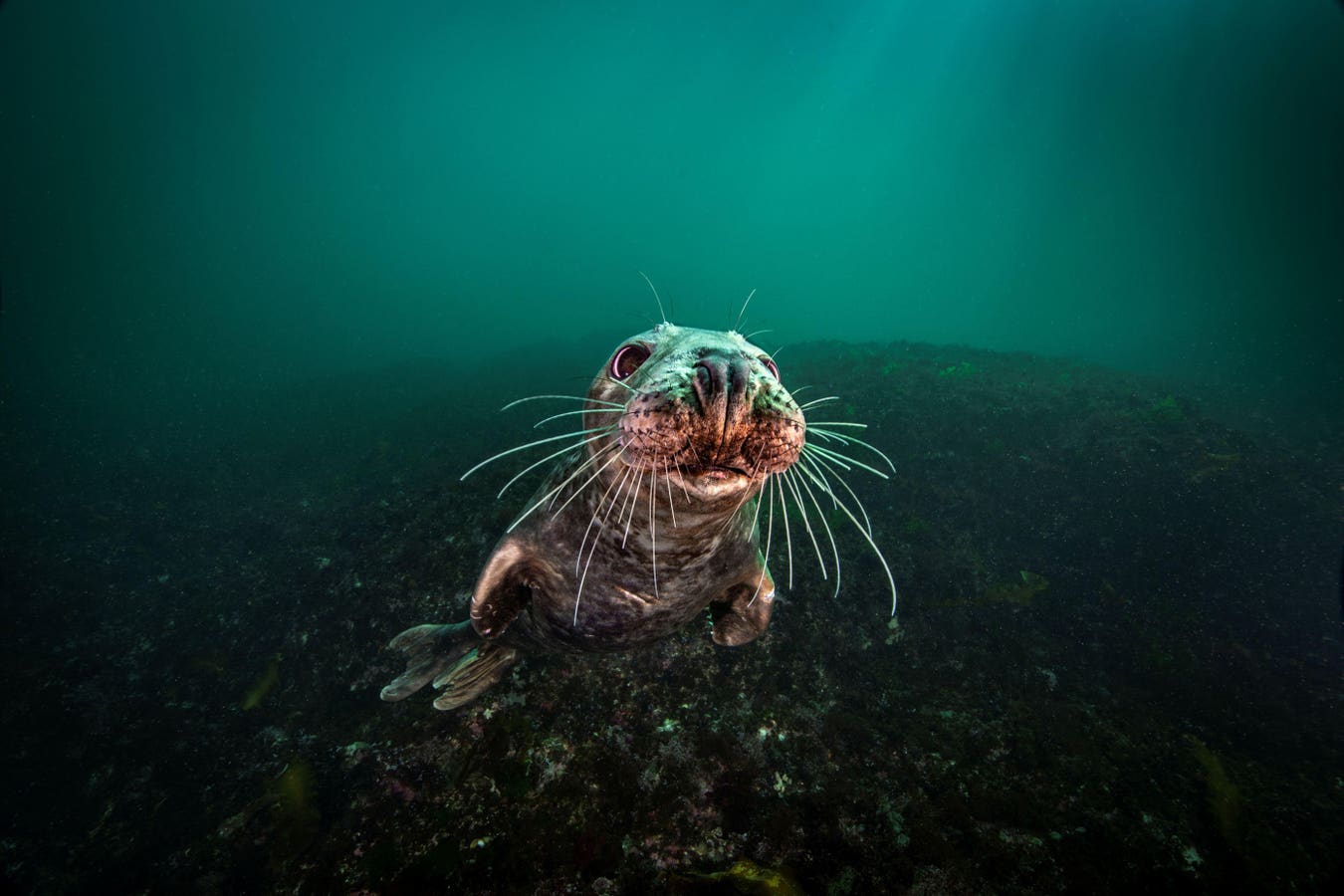 Nova’s New Docuseries Shows Impact Of Climate Change On Gulf Of Maine