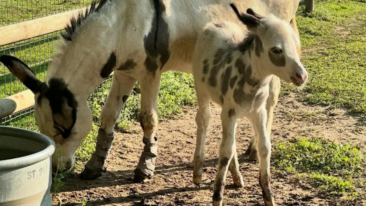 Dakota Zoo Welcomes New Baby Donkey with the Cutest Coloring Pattern