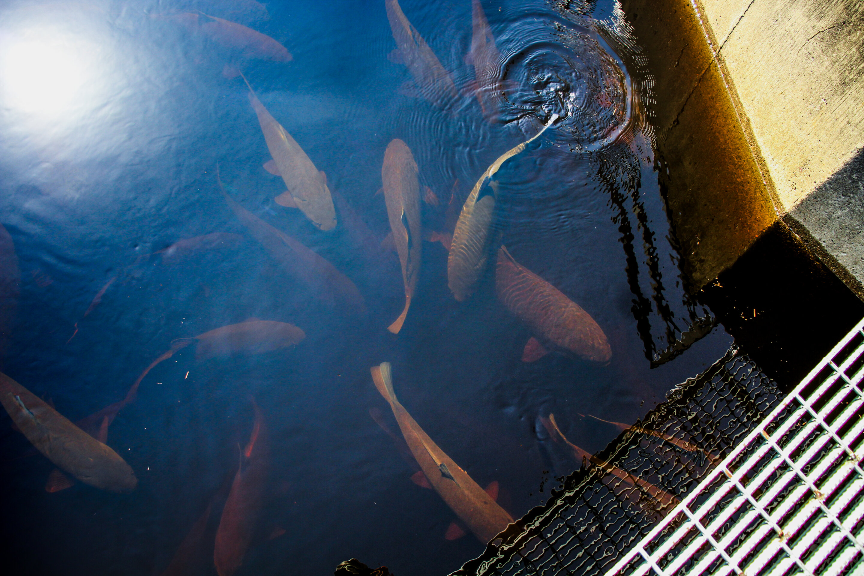 Research shows 50-year generation gap in the bigmouth buffalo, Minnesota's longest-lived fish