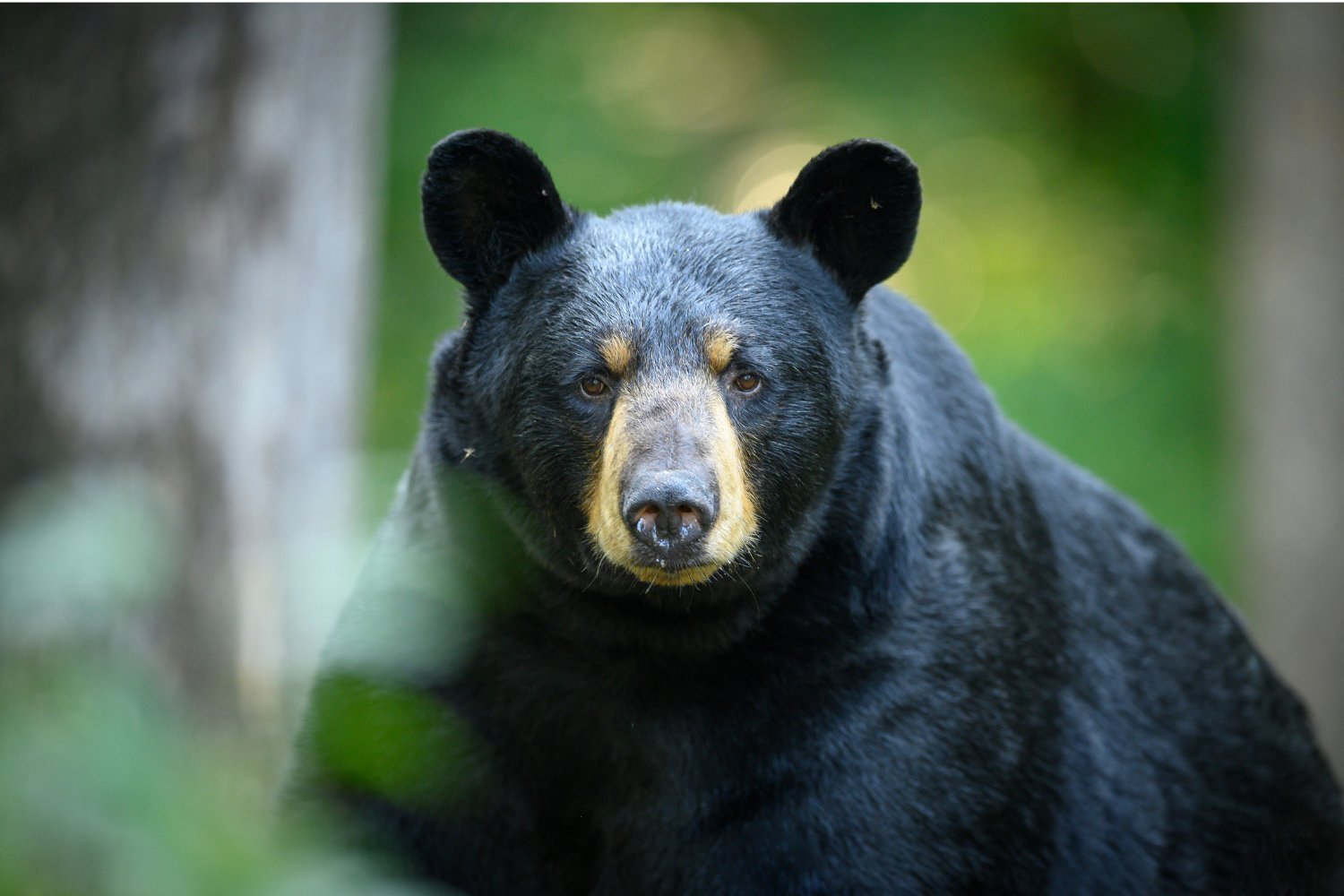 A Parasitic Eyeworm Is Spreading in the U.S.—and Bears Are the Latest Victims