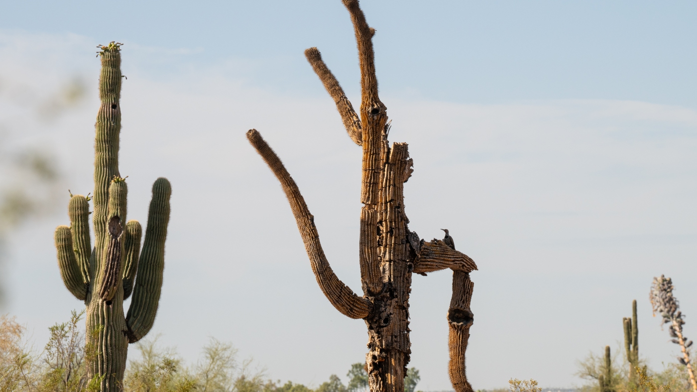 Giant old saguaros can be resilient. It's baby saguaros researchers are worried about