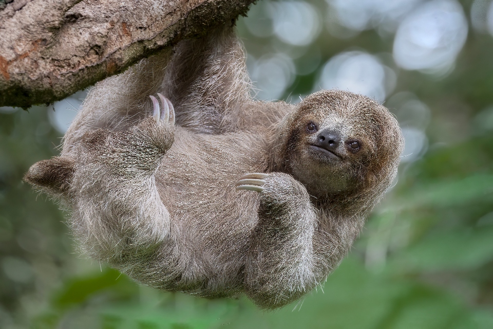 What is sloth fever? Oropouche virus explained