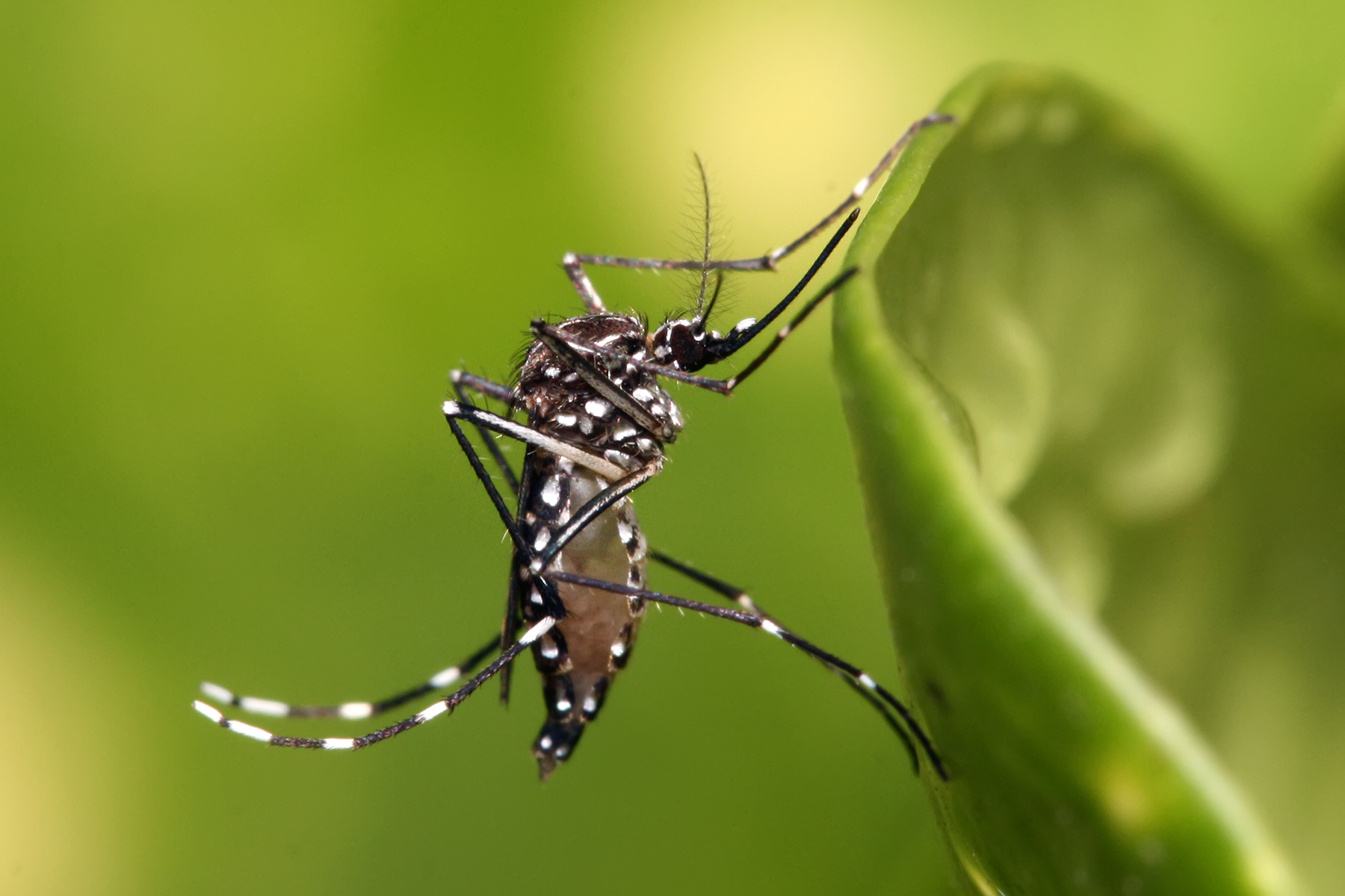 Oropouche: Así es el virus que ha causado varias muertes en Brasil y ya ha llegado a España