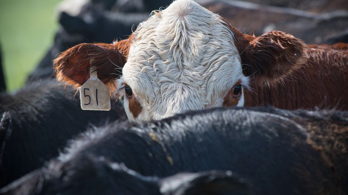 Anthrax has killed over 50 animals in Wyoming — what's the risk to people?